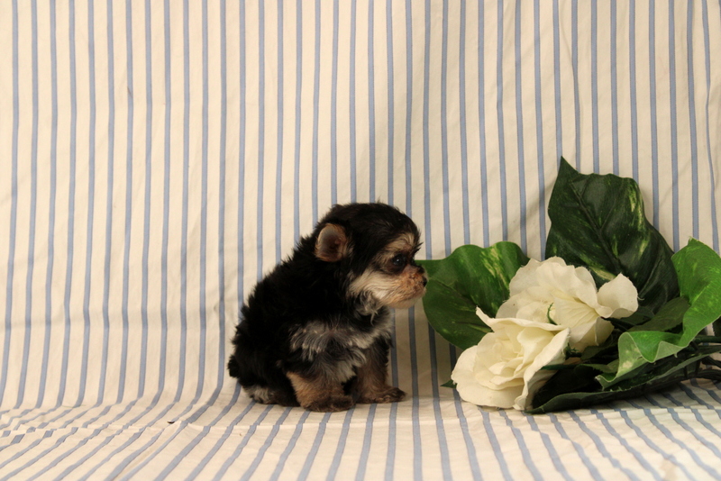 puppy, for, sale, Morkie, Matthew B. Stoltzfus, dog, breeder, Gap, PA, dog-breeder, puppy-for-sale, forsale, nearby, find, puppyfind, locator, puppylocator, aca